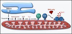 bcbax|bhk.